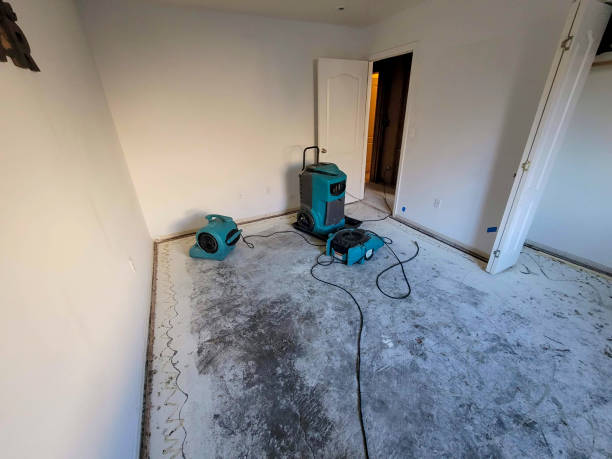 Best Mold removal after water damage  in Burley, WA