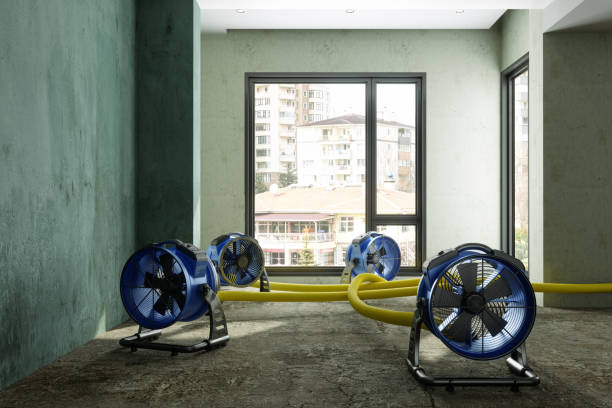 Best 24/7 water damage repair  in Burley, WA